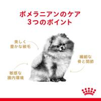 ロイヤルカナン　ポメラニアン 成犬〜高齢犬用