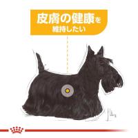 ミニ ダーマコンフォート(皮膚の健康を維持したい犬用 小型犬専用 成犬〜高齢犬用)