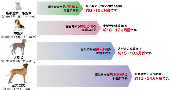 犬の成長期