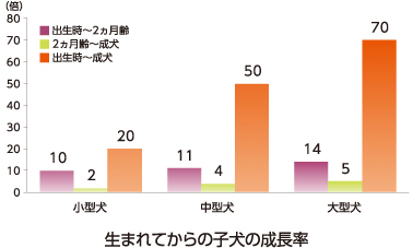 成長期には2つの時期がある