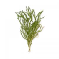 スドー  メダカの天然産卵藻